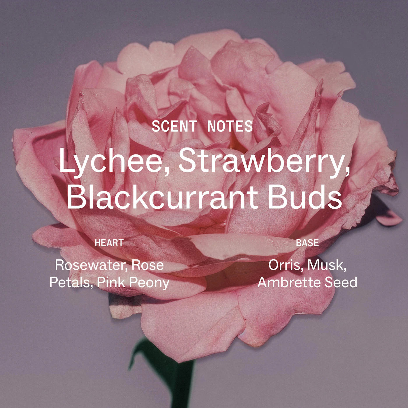 Touchland Blush Rose Glow Essence Body & Hair Fragrance Mist